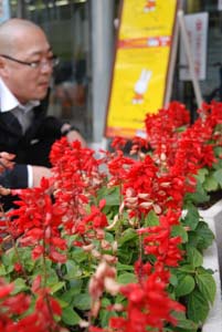 真っ赤な花を咲かせているサルビア（市立こども科学館で） - 大寒なのにポカポカ、和歌山市内の気温3月下旬並み