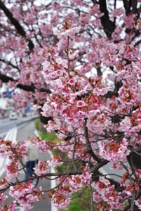 すでに満開になっている早咲きのサクラ（和歌山市中之島の国道24号沿いで） - 早咲きの桜が満開、中之島の国道24号沿い