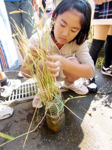 収穫する５年生 - 雑賀崎小５年がペットボトルで米作り