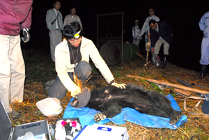 麻酔銃で眠らされ調査されるクマ