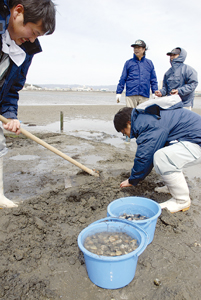 県、 市、 和歌川漁協の職員で干潟の調査を行った（23日、 片男波潮干狩り場）