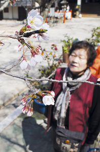 紀三井寺で開花したソメイヨシノの標本木 