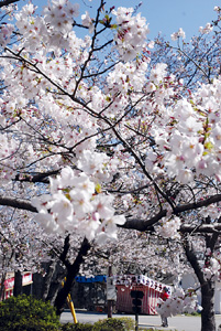 見ごろを迎えた和歌山城の桜（４日撮影）