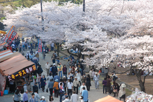 本格的な春到来　和歌山城で花見にぎわう
