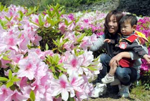 満開のツツジの花 - 市花のツツジ8000本が満開　和歌山公園