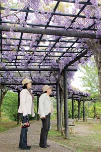 散歩途中に花を楽しむ来園者 - 薄紫のトンネル　四季の郷のフジ棚見ごろ