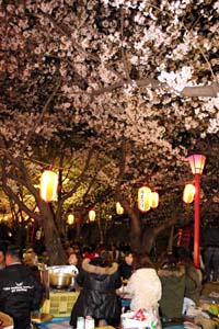 夜桜見物でにぎわう和歌山公園