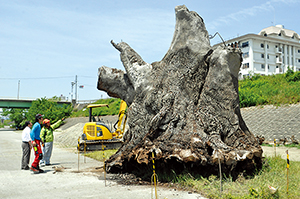 巨大流木の保存処理や運搬作業が始まった