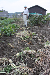 収穫時期の前にイノシシに掘り起こされた小さなショウゴインカブ