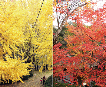 和歌山城の紅葉ピーク　大イチョウも黄金に㊧、色付いた紅葉渓庭園から天守閣を望む