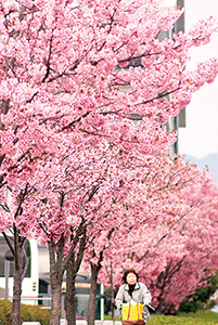 満開の陽光桜（ビッグ愛周辺）