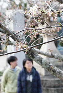 開花した紀三井寺の桜