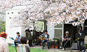 桜を見上げながら音楽を楽しむ人たち