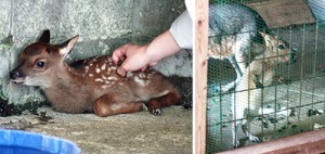 白い斑点が特徴のシカの赤ちゃん㊧と元気いっぱいのマーラの赤ちゃん