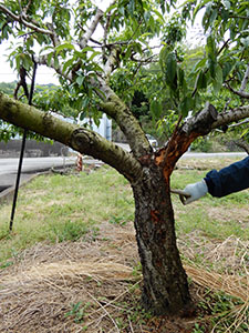 岩出市の被害樹（県農業環境課・鳥獣害対策室提供）