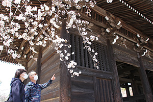 根来寺で大門を背景に桜を楽しむ参拝者