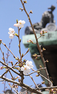 開花した紀三井寺の桜（20日正午）