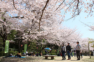 満開の桜を楽しむ人でにぎわう亀池公園