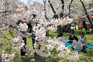 花見客でにぎわう和歌山城公園（２０２１年）