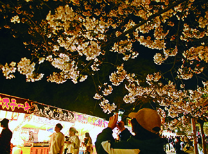 満開の夜桜（和歌山城公園）